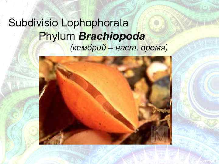 Subdivisio Lophophorata Phylum Brachiopoda (кембрий – наст. время) 
