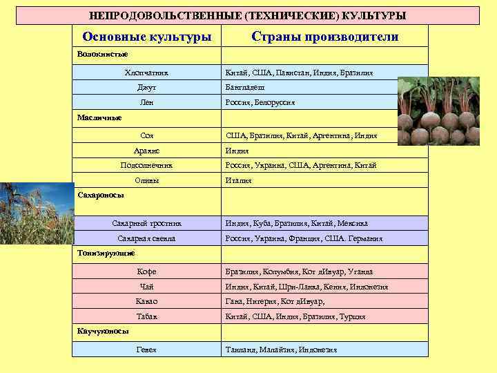 На выращивании каких культур специализируется северный кавказ. Основные культуры растениеводства таблица. Выращивание технических культур. Основные отрасли растениеводства. Технические культуры таблица.