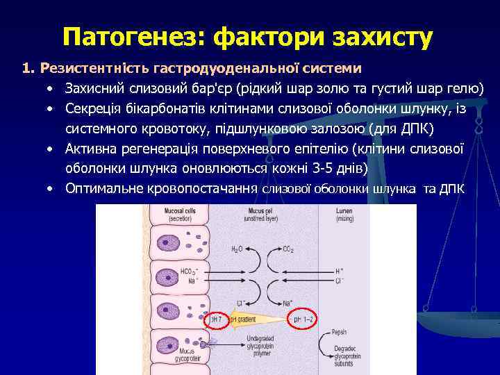 Патогенез: фактори захисту 1. Резистентність гастродуоденальної системи • Захисний слизовий бар'єр (рідкий шар золю