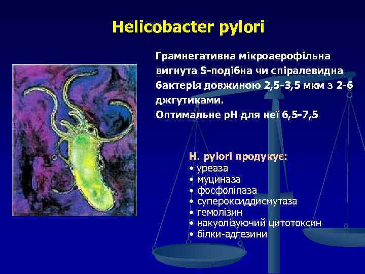 Helicobacter pylori Грамнегативна мікроаерофільна вигнута S-подібна чи спіралевидна бактерія довжиною 2, 5 -3, 5