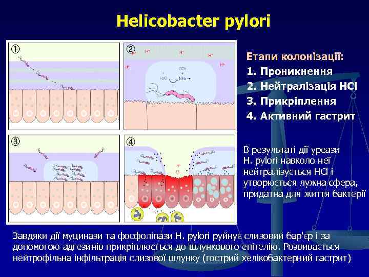 Helicobacter pylori Етапи колонізації: 1. Проникнення 2. Нейтралізація HCl 3. Прикріплення 4. Активний гастрит