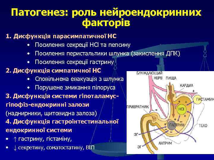 Патогенез: роль нейроендокринних факторів 1. Дисфункція парасимпатичної НС • Посилення секреції HCl та пепсину