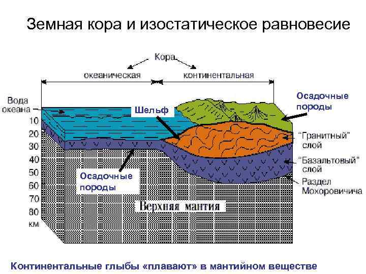 Земная кора и изостатическое равновесие Шельф Осадочные породы Континентальные глыбы «плавают» в мантийном веществе
