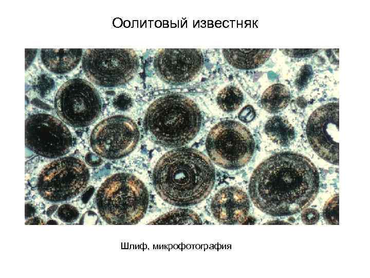 Оолитовый известняк Шлиф, микрофотография 