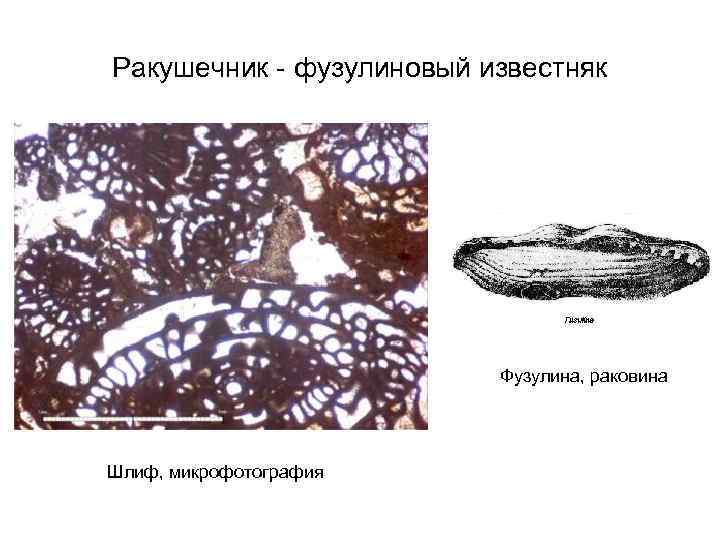 Ракушечник - фузулиновый известняк Фузулина, раковина Шлиф, микрофотография 