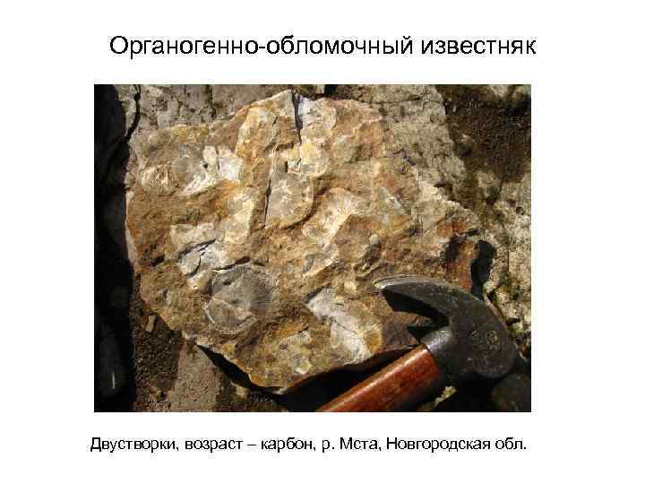 Органогенно-обломочный известняк Двустворки, возраст – карбон, р. Мста, Новгородская обл. 