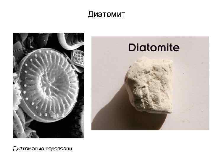 Диатомит Диатомовые водоросли 