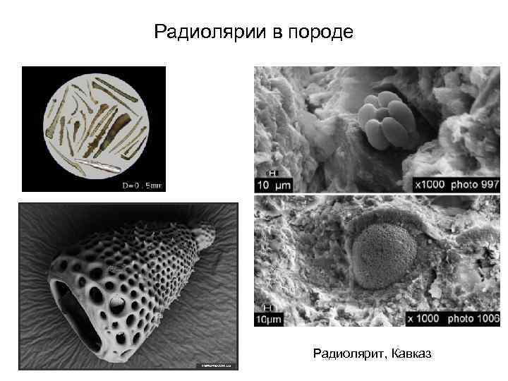Радиолярии в породе Радиолярит, Кавказ 
