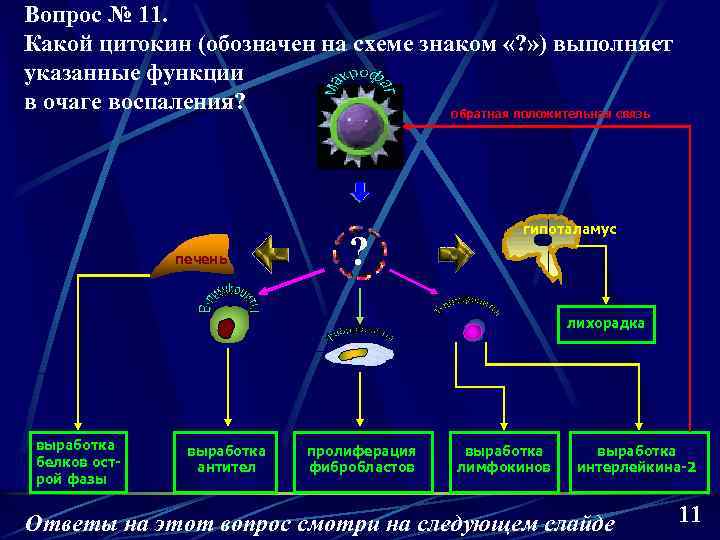 Вопрос № 11. Какой цитокин (обозначен на схеме знаком «? » ) выполняет указанные