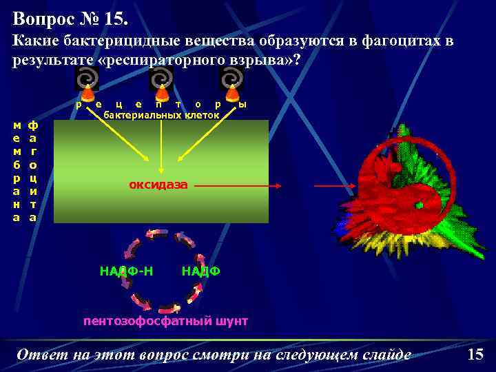 Вопрос № 15. Какие бактерицидные вещества образуются в фагоцитах в результате «респираторного взрыва» ?