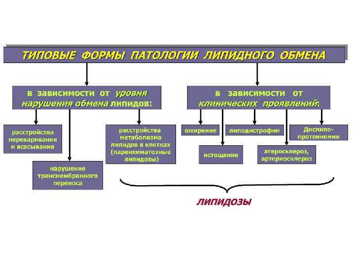 Липидный обмен фото