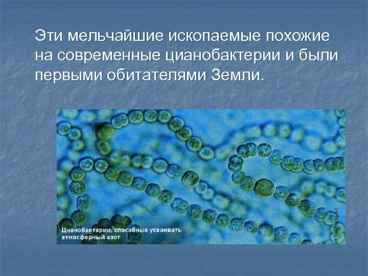 Группы организмов цианобактерии. Цианобактерии это в биологии 5 класс. Эволюция цианобактерий. Цианобактерии бактерии 5 класс биология. Цианобактерии это в биологии 6 класс.