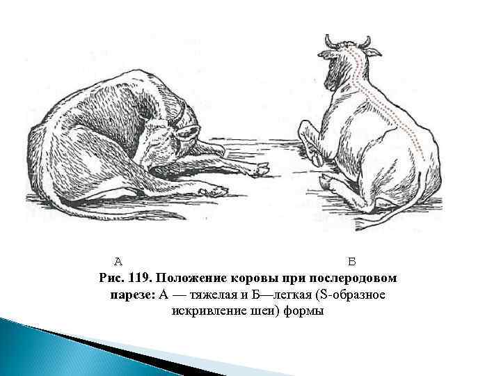 А Б Рис. 119. Положение коровы при послеродовом парезе: А — тяжелая и Б—легкая