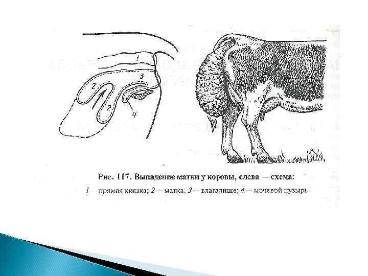 Признаки опущения матки. Вываливание матки у коровы. Субинволюция матки у коров.