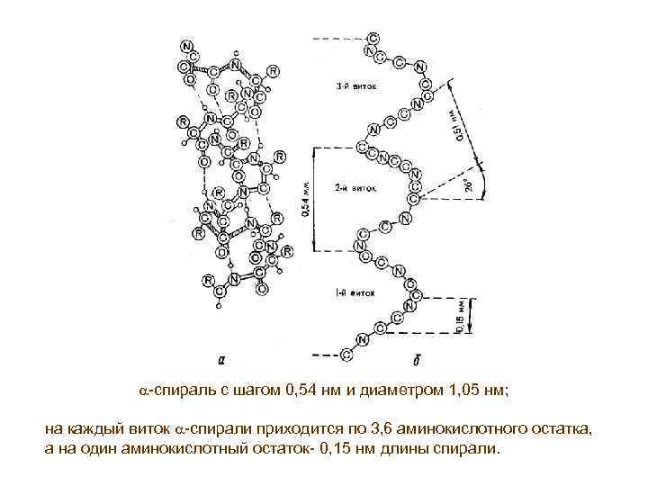  -спираль с шагом 0, 54 нм и диаметром 1, 05 нм; на каждый