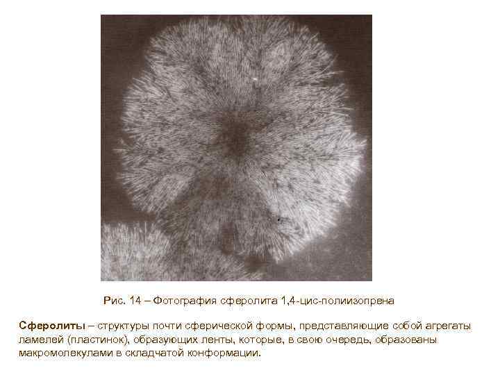 Рис. 14 – Фотография сферолита 1, 4 -цис-полиизопрена Сферолиты – структуры почти сферической формы,