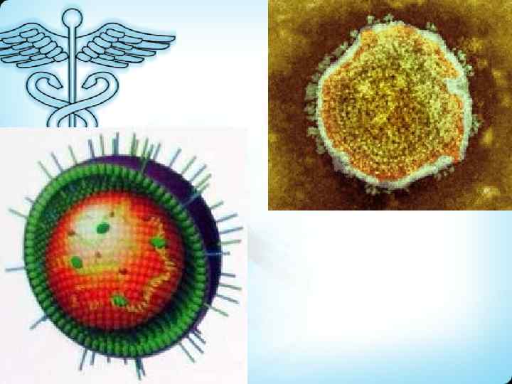 Вирус паротита картинка