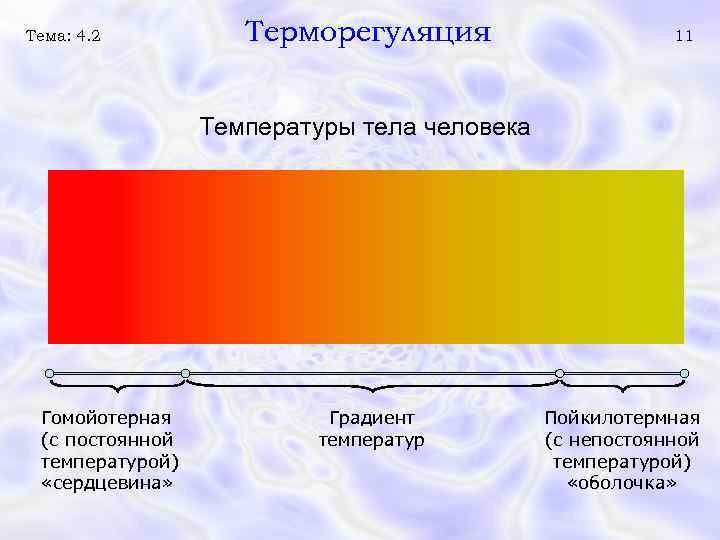 Тема: 4. 2 Терморегуляция 11 Температуры тела человека Гомойотерная (с постоянной температурой) «сердцевина» Градиент