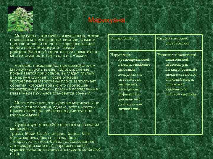 Марихуана – это смесь высушенных, мелко нарезанных и выпаренных листьев, семян и цветков конопли