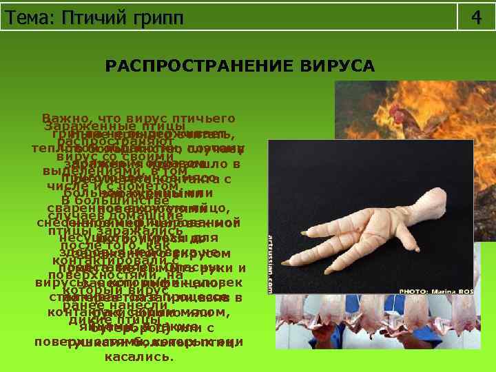 Тема: Птичий грипп РАСПРОСТРАНЕНИЕ ВИРУСА Важно, что вирус птичьего Зараженные птицы гриппа не выдерживает