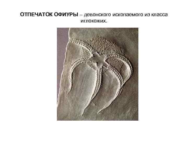ОТПЕЧАТОК ОФИУРЫ – девонского ископаемого из класса иглокожих. 