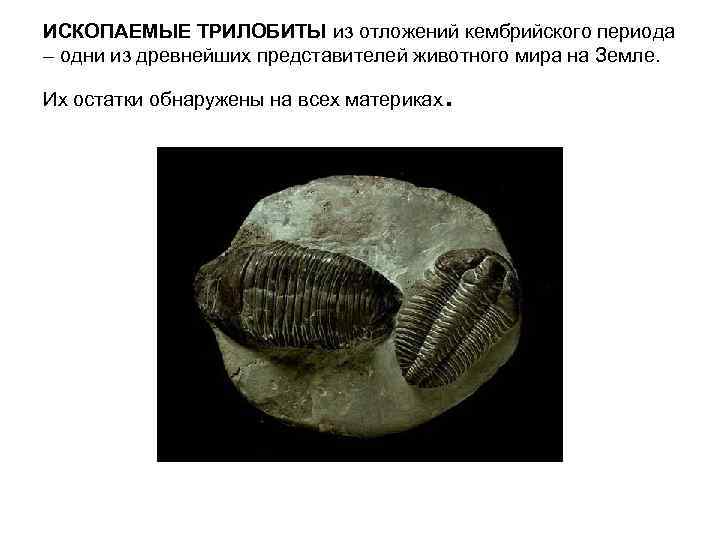 ИСКОПАЕМЫЕ ТРИЛОБИТЫ из отложений кембрийского периода – одни из древнейших представителей животного мира на