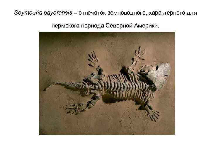 Seymouria bayorensis – отпечаток земноводного, характерного для пермского периода Северной Америки. 