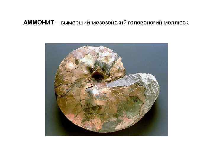 АММОНИТ – вымерший мезозойский головоногий моллюск. 