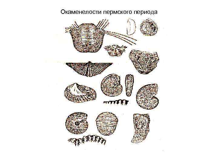 Окаменелости пермского периода 