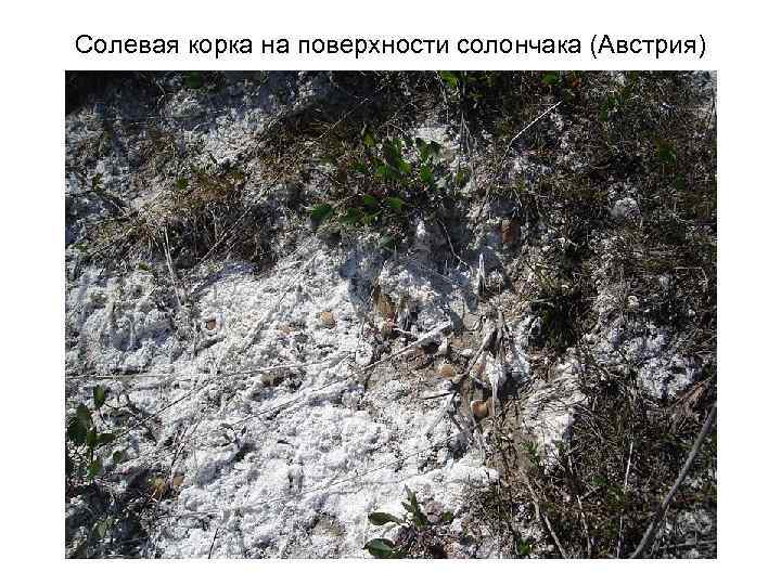 Солевая корка на поверхности солончака (Австрия) 