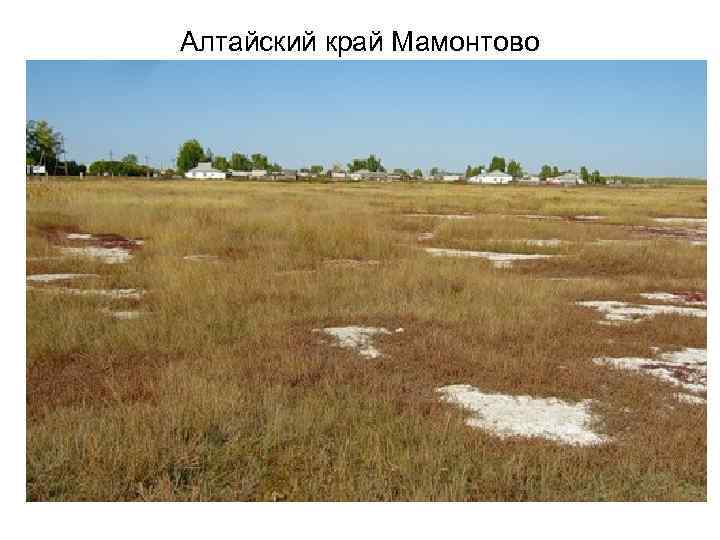 Алтайский край Мамонтово 
