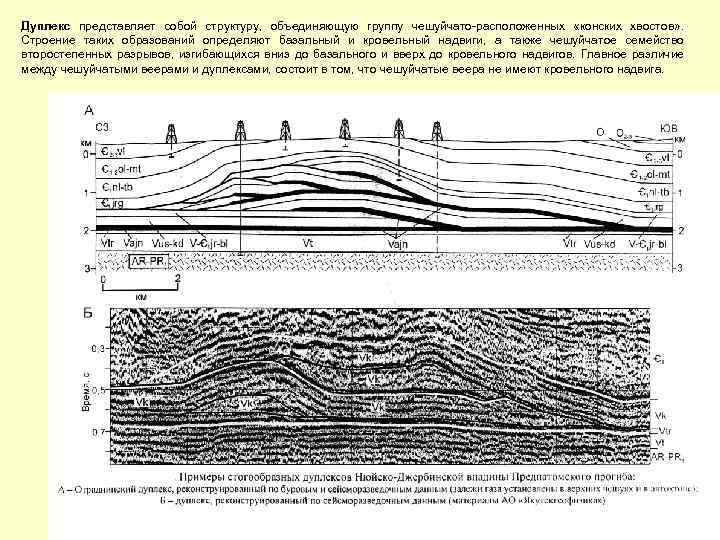 Дуплекс представляет собой структуру, объединяющую группу чешуйчато-расположенных «конских хвостов» . Строение таких образований определяют