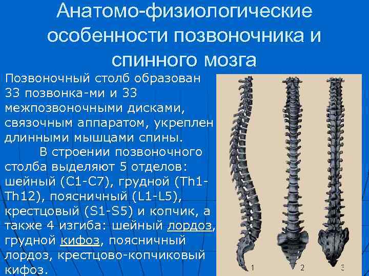 Возрастные особенности позвоночника. Анатомофилиологические особенности позвоночника. Анатомо-физиологические особенности позвоночника. Афо позвоночника. Анатомо физиологические особенности позвоночника и спинного мозга.