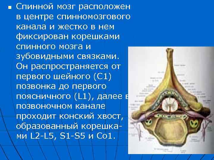 n Спинной мозг расположен в центре спинномозгового канала и жестко в нем фиксирован корешками