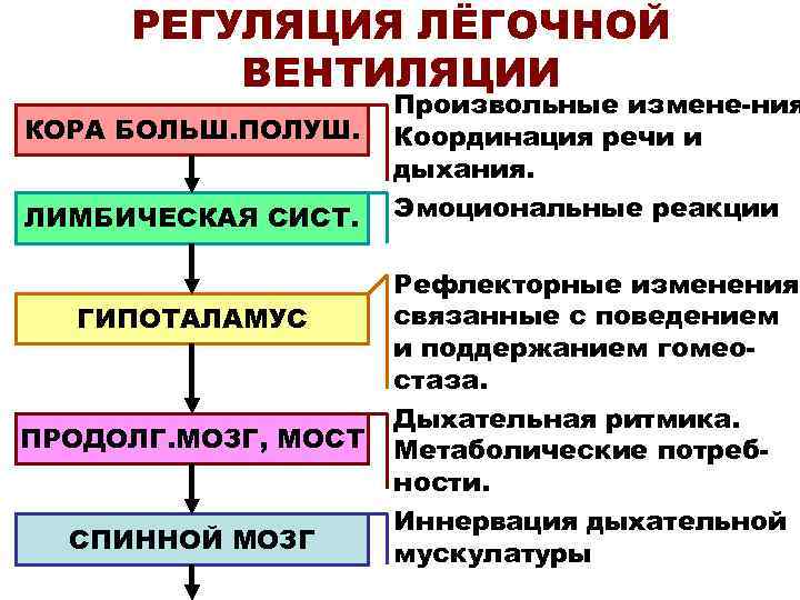 РЕГУЛЯЦИЯ ЛЁГОЧНОЙ ВЕНТИЛЯЦИИ КОРА БОЛЬШ. ПОЛУШ. ЛИМБИЧЕСКАЯ СИСТ. ГИПОТАЛАМУС ПРОДОЛГ. МОЗГ, МОСТ СПИННОЙ МОЗГ