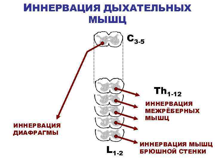 ИННЕРВАЦИЯ ДЫХАТЕЛЬНЫХ МЫШЦ С 3 -5 Th 1 -12 ИННЕРВАЦИЯ МЕЖРЁБЕРНЫХ МЫШЦ ИННЕРВАЦИЯ ДИАФРАГМЫ