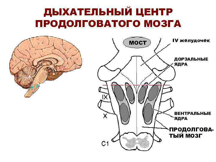 ДЫХАТЕЛЬНЫЙ ЦЕНТР ПРОДОЛГОВАТОГО МОЗГА МОСТ IV желудочек ДОРЗАЛЬНЫЕ ЯДРА ВЕНТРАЛЬНЫЕ ЯДРА ПРОДОЛГОВАТЫЙ МОЗГ 