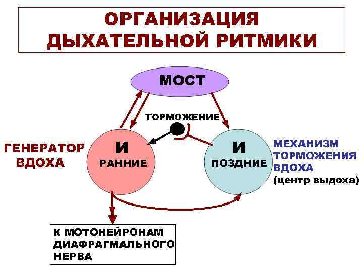 ОРГАНИЗАЦИЯ ДЫХАТЕЛЬНОЙ РИТМИКИ МОСТ ТОРМОЖЕНИЕ ГЕНЕРАТОР ВДОХА И РАННИЕ К МОТОНЕЙРОНАМ ДИАФРАГМАЛЬНОГО НЕРВА И