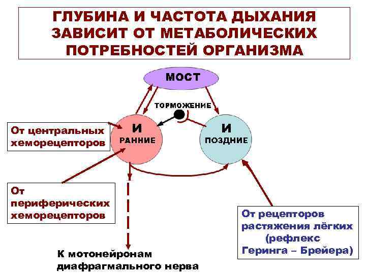 ГЛУБИНА И ЧАСТОТА ДЫХАНИЯ ЗАВИСИТ ОТ МЕТАБОЛИЧЕСКИХ ПОТРЕБНОСТЕЙ ОРГАНИЗМА От центральных хеморецепторов От периферических