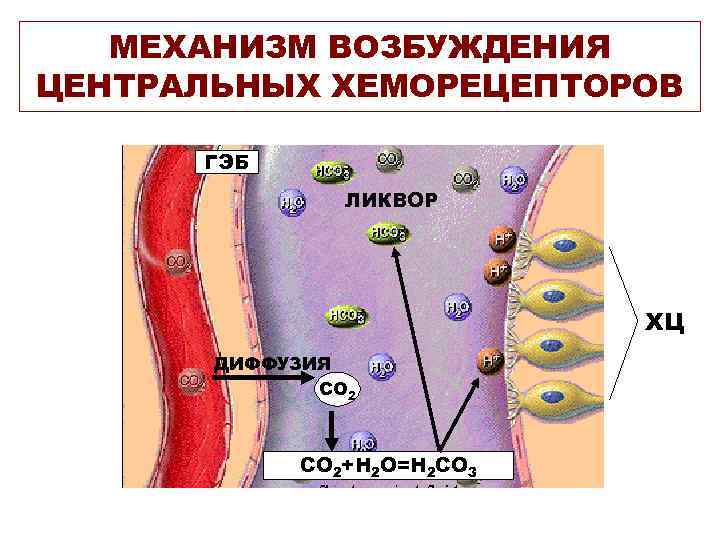 МЕХАНИЗМ ВОЗБУЖДЕНИЯ ЦЕНТРАЛЬНЫХ ХЕМОРЕЦЕПТОРОВ ГЭБ ЛИКВОР ХЦ ДИФФУЗИЯ СО 2+Н 2 О=Н 2 СО