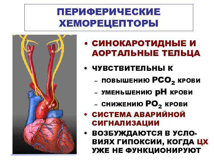 ПЕРИФЕРИЧЕСКИЕ ХЕМОРЕЦЕПТОРЫ • СИНОКАРОТИДНЫЕ И АОРТАЛЬНЫЕ ТЕЛЬЦА • ЧУВСТВИТЕЛЬНЫ К РСО 2 КРОВИ УМЕНЬШЕНИЮ