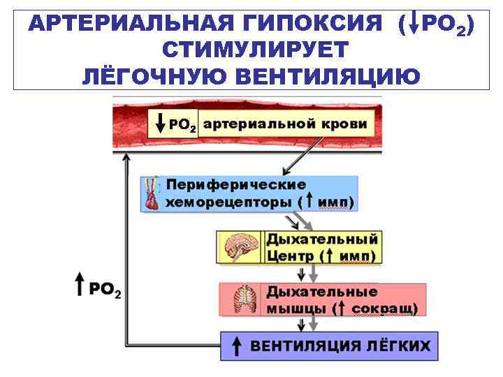 АРТЕРИАЛЬНАЯ ГИПОКСИЯ ( РО 2) СТИМУЛИРУЕТ ЛЁГОЧНУЮ ВЕНТИЛЯЦИЮ РО 2 