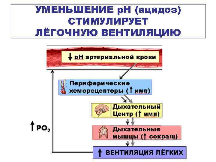 УМЕНЬШЕНИЕ р. Н (ацидоз) СТИМУЛИРУЕТ ЛЁГОЧНУЮ ВЕНТИЛЯЦИЮ 