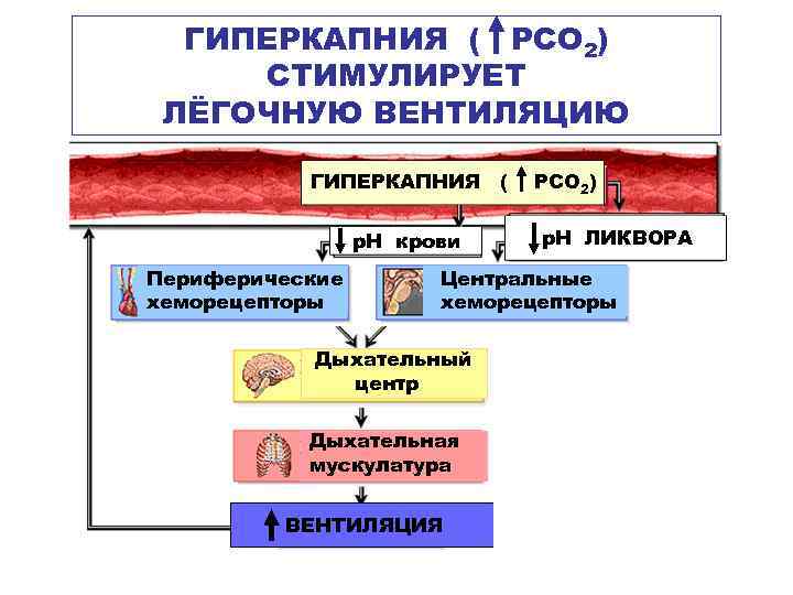 ГИПЕРКАПНИЯ ( РСО 2) СТИМУЛИРУЕТ ЛЁГОЧНУЮ ВЕНТИЛЯЦИЮ ГИПЕРКАПНИЯ ( р. Н крови Периферические хеморецепторы