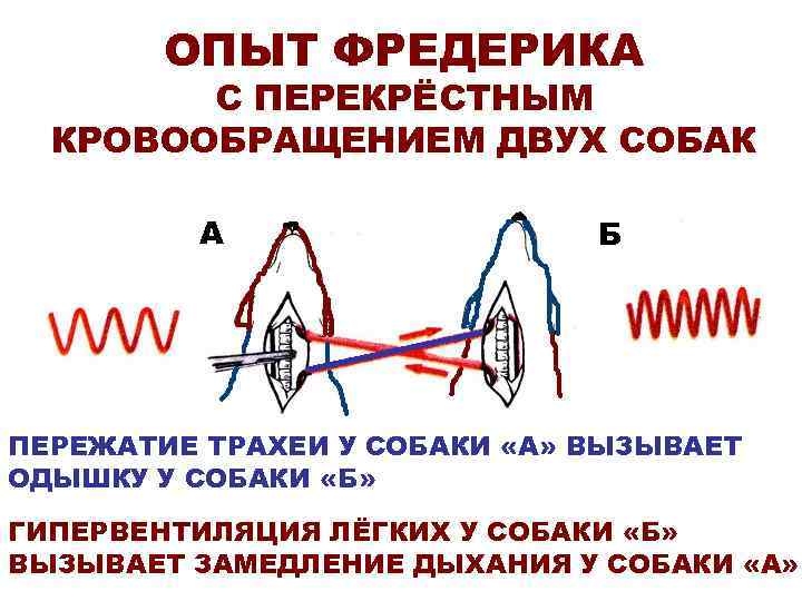 ОПЫТ ФРЕДЕРИКА С ПЕРЕКРЁСТНЫМ КРОВООБРАЩЕНИЕМ ДВУХ СОБАК А Б ПЕРЕЖАТИЕ ТРАХЕИ У СОБАКИ «А»