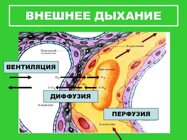 ВНЕШНЕЕ ДЫХАНИЕ ВЕНТИЛЯЦИЯ ДИФФУЗИЯ ПЕРФУЗИЯ 