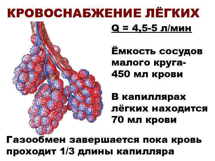 КРОВОСНАБЖЕНИЕ ЛЁГКИХ Q = 4, 5 -5 л/мин Ёмкость сосудов малого круга 450 мл