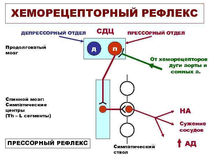 ХЕМОРЕЦЕПТОРНЫЙ РЕФЛЕКС СДЦ ДЕПРЕССОРНЫЙ ОТДЕЛ Продолговатый мозг д ПРЕССОРНЫЙ ОТДЕЛ п От хеморецепторов дуги