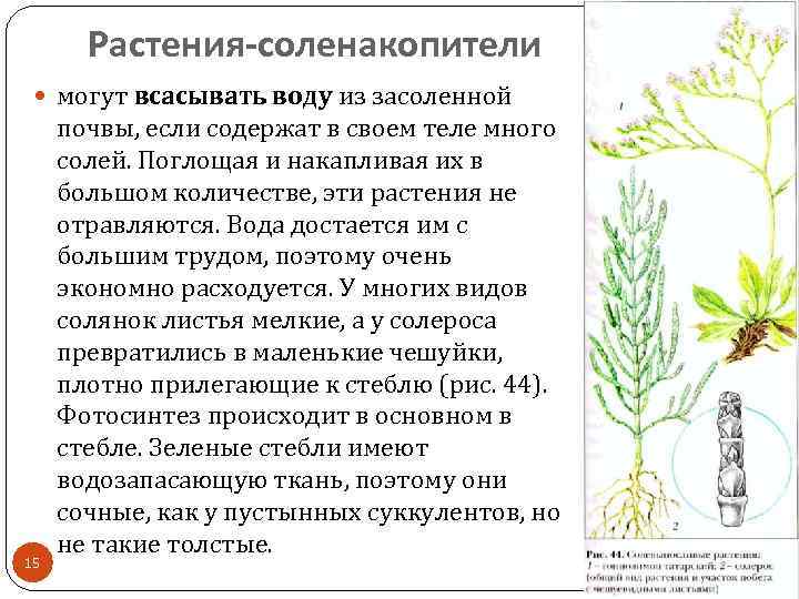 Растения-соленакопители могут всасывать воду из засоленной 15 почвы, если содержат в своем теле много