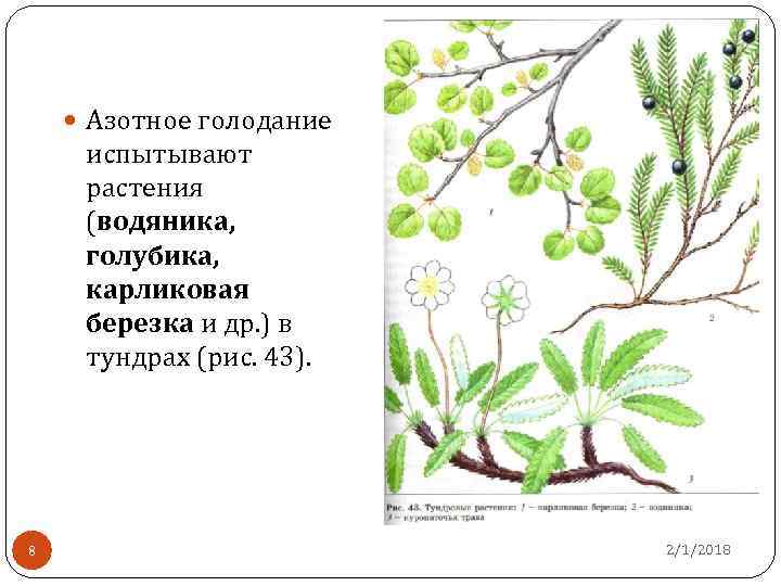  Азотное голодание испытывают растения (водяника, голубика, карликовая березка и др. ) в тундрах